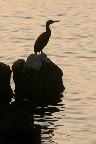 Корморанская птица — стоковое фото