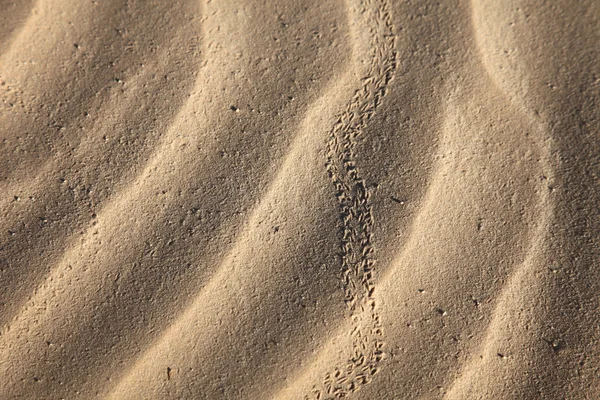 Dunes — Photo