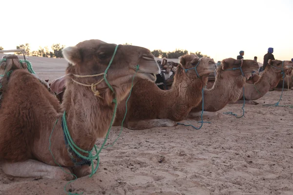 Ochtend in Saharawoestijn — Stockfoto