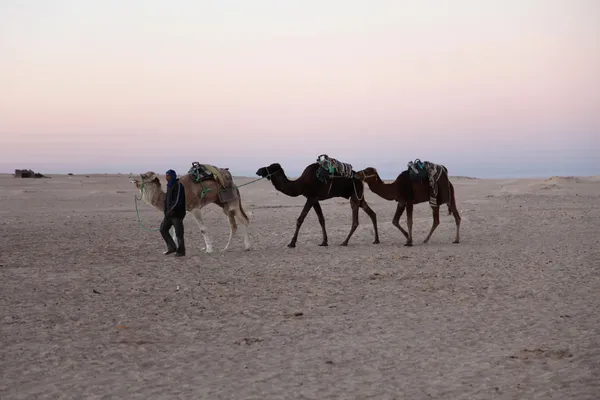 Ochtend in Saharawoestijn — Stockfoto
