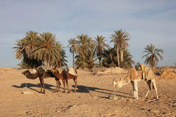 Camellos —  Fotos de Stock