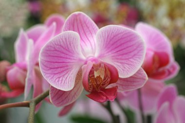 Orchid flowers clipart