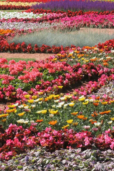 Flores en park — Foto de Stock