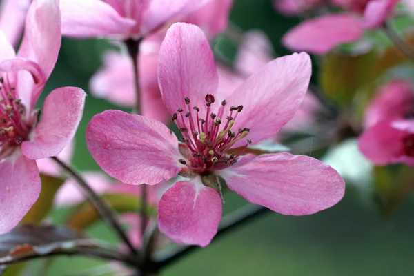 stock image Fruit flowers