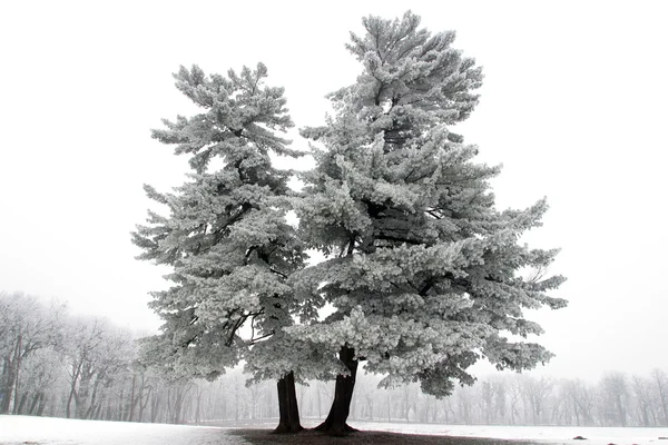 Karlı ağaç — Stok fotoğraf