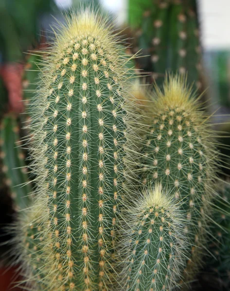 stock image Cactus