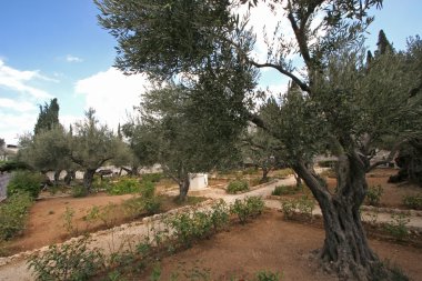 Jerusalem-Garden of Gethsemane clipart