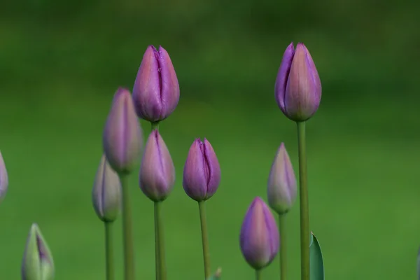 Tulipány v plném květu — Stock fotografie