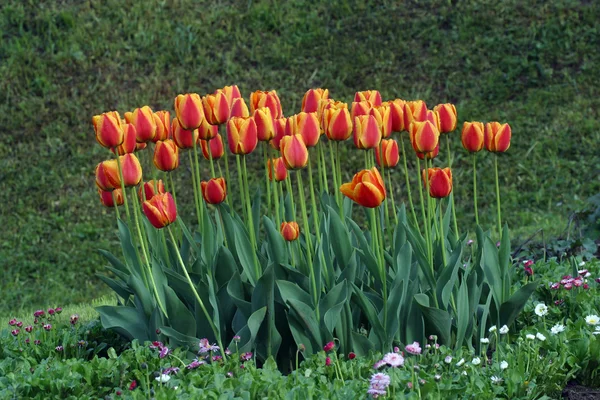Тюльпани — стокове фото