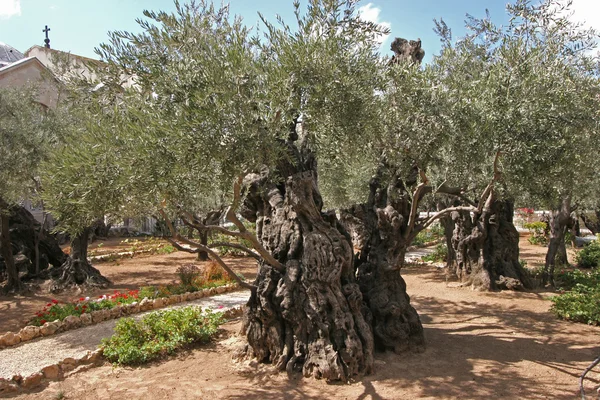 Jeruzalémská zahrada Gethsemane — Stock fotografie