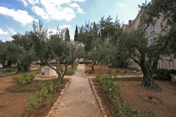 Jerusalem-Garden of Gethsemane — Stock Photo, Image