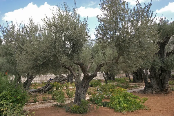 Jeruzalémská zahrada Gethsemane — Stock fotografie