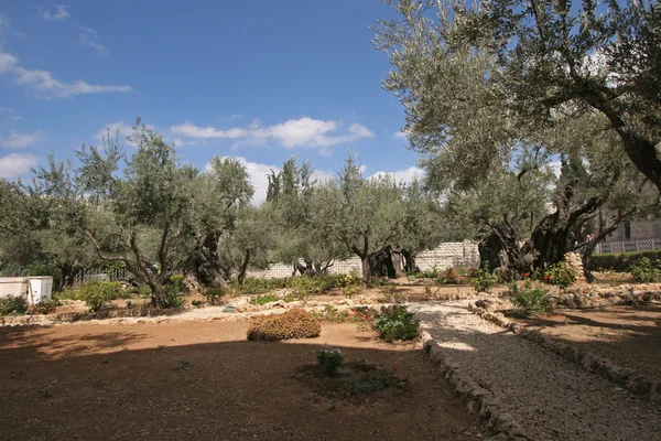 耶路撒冷- Gethsemane花园 — 图库照片