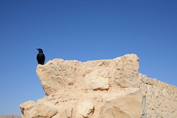 Bird in the Masada fortress in Israel