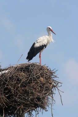 Stork clipart