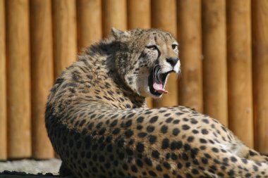 Çita.