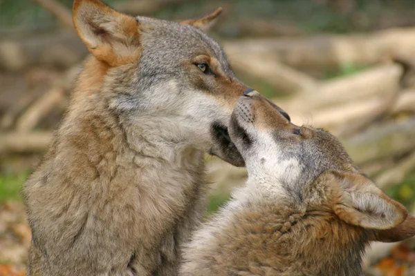 Dois lobos a brincar — Fotografia de Stock