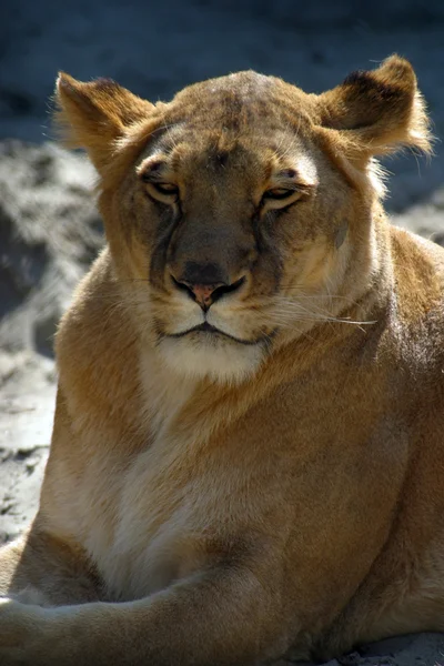 Closeup θηλυκό λιοντάρι — Φωτογραφία Αρχείου