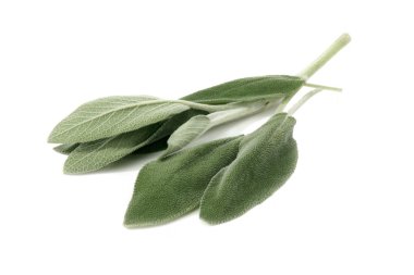 Sage leaves clipart