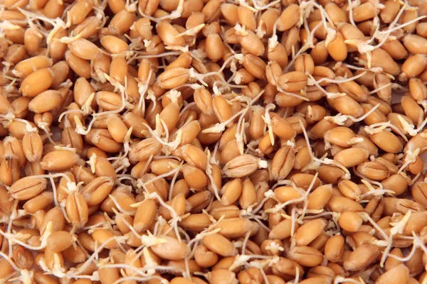 Wheat seeds with sprouts — Stock Photo, Image