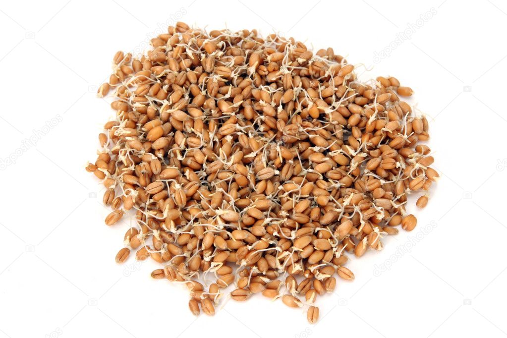 Wheat seeds with sprouts