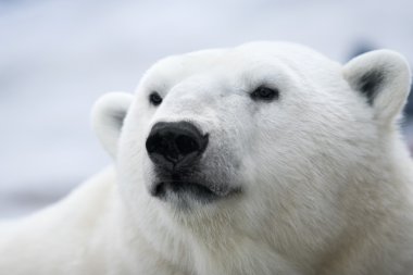 Polar bear. Portrait clipart