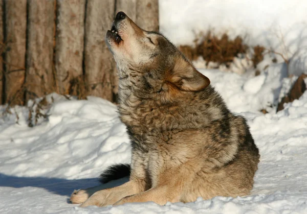 Loup gris hurlant — Photo