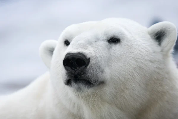 Πολική αρκούδα. πορτρέτο — Φωτογραφία Αρχείου