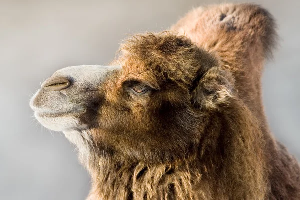 stock image Camel