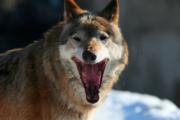 Λύκος χασμουρητό — Φωτογραφία Αρχείου