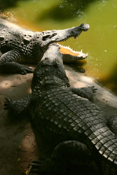 stock image Crocodiles