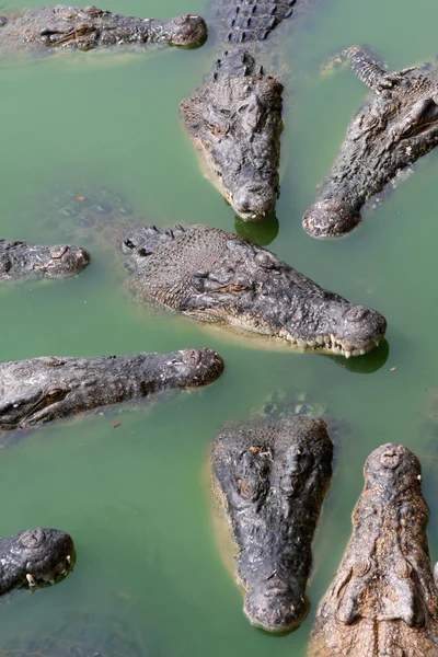 Крокодили — стокове фото