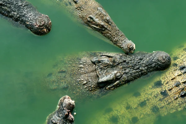 Крокодили — стокове фото