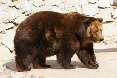 Brown bear. Closeup clipart