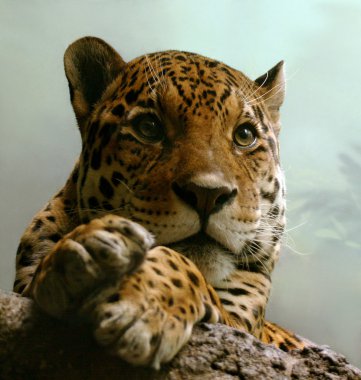 Jaguar clipart