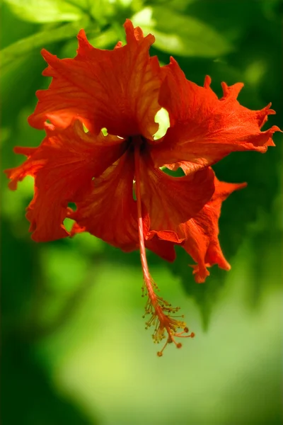 Virág hibiszkusz — Stock Fotó