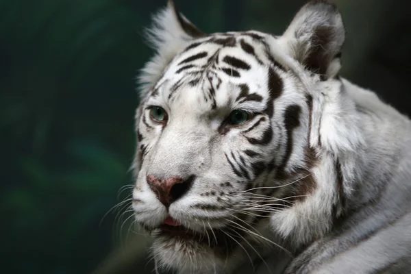 Tigre branco de Bengalês — Fotografia de Stock
