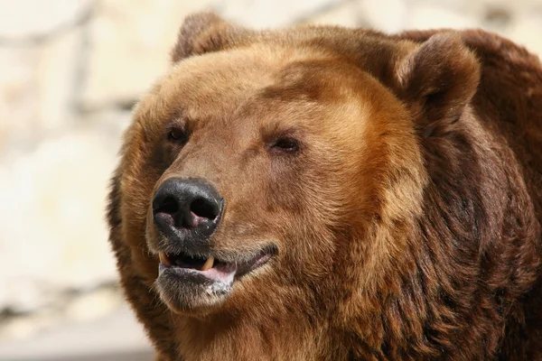 棕色的熊。特写 — 图库照片