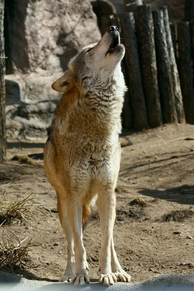 Lobo cinzento uivando — Fotografia de Stock
