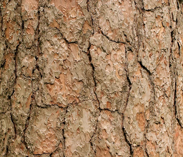 松树的树皮 — 图库照片