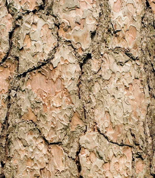 Latido de um pinheiro — Fotografia de Stock
