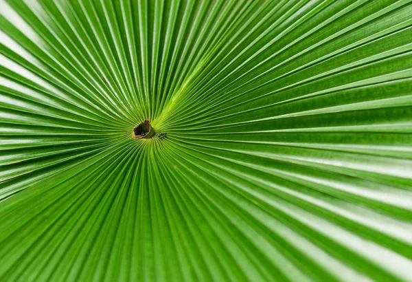 Folha de uma palmeira. — Fotografia de Stock