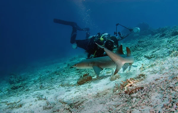 Tiburón y buzo — Foto de Stock