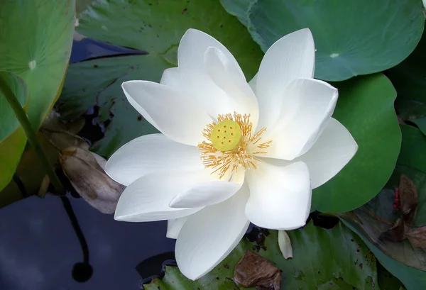 Lotus (lotos) — Stock fotografie