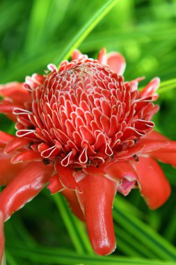 Tropical flower Torch Ginger clipart