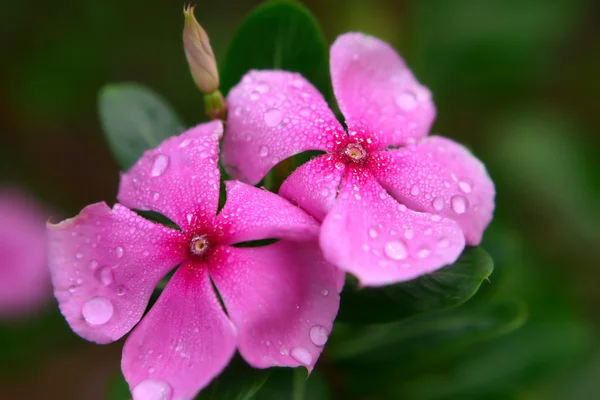 Tropical flower catharanthus — Stock Photo, Image