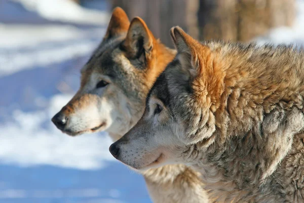 Grey wolves (canis lupus) — Stock Photo, Image