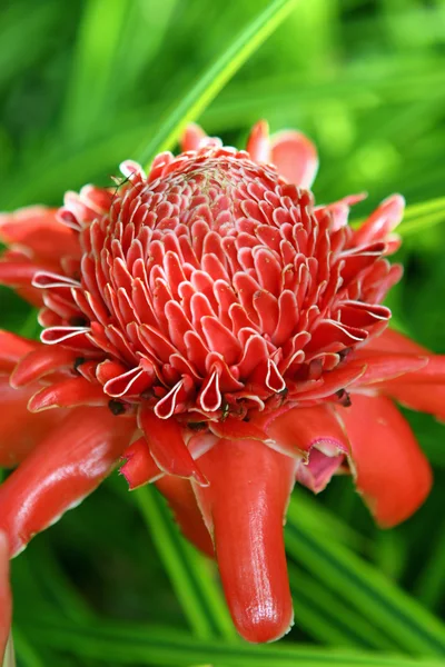 Tropical flower Torch Ginger — Stock Photo, Image
