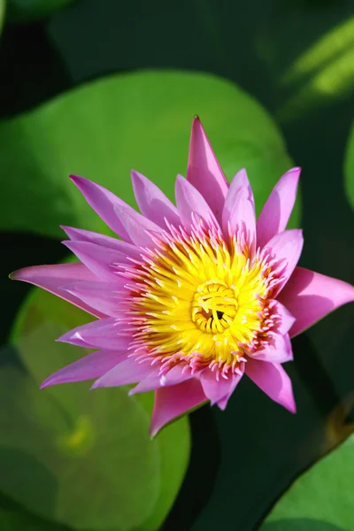 Water lilly — Stock Photo, Image