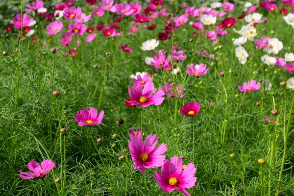 stock image Pink and white cosmos flowers